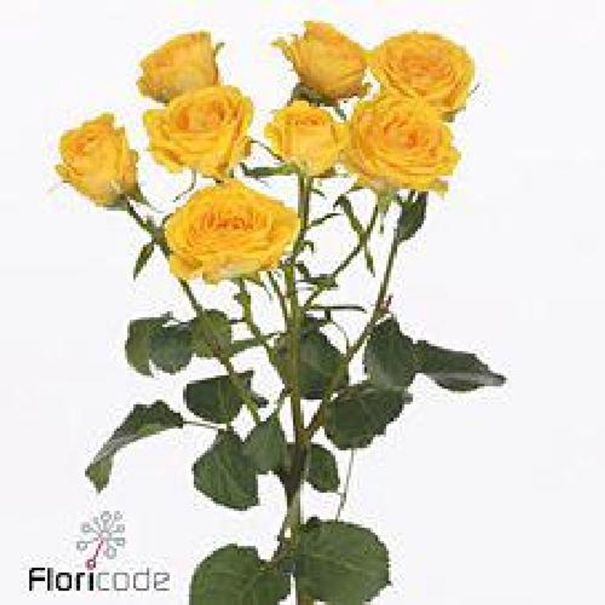 10x Rosa ramona 50cm