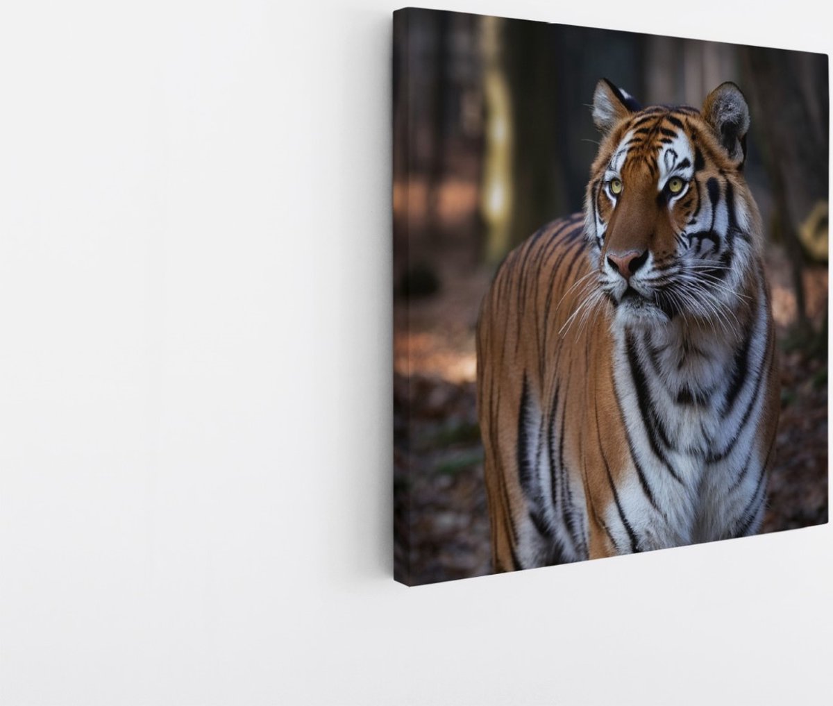 Saammp Canvas Schilderij - Tijger in het bos - Natuur - Dieren - 20x20 - Foto op canvas - Wanddecoratie - muurdecoratie Woonkamer - Slaapkamer decoratie - Canvas Print Multicolor