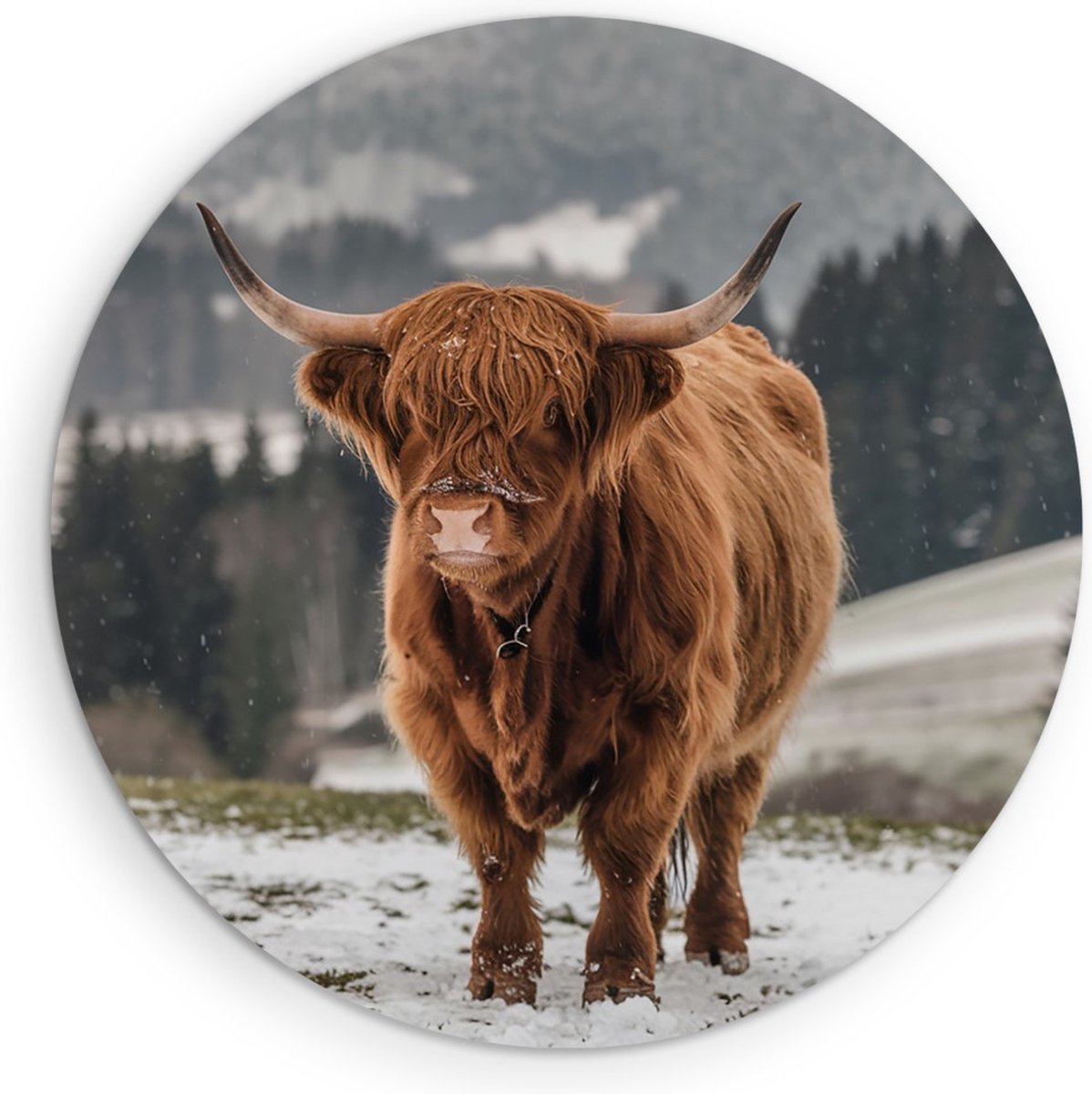 Saammp Forex Muurcirkel - 2 Schotse Hooglander Koeien in de sneeuw - Dieren - Natuur - Ø 70 - Wandcirkel - Wanddecoratie Cirkel - muurdecoratie Woonkamer - Slaapkamer decoratie - Rond Schilderij