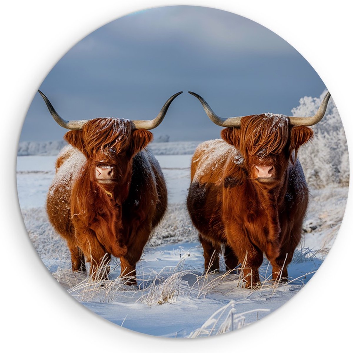 Saammp Forex Muurcirkel - Groep Schotse Hooglander Koe - Landschap - Dieren - Natuur - Ø 30 - Wandcirkel - Wanddecoratie Cirkel - muurdecoratie Woonkamer - Slaapkamer decoratie - Rond Schilderij