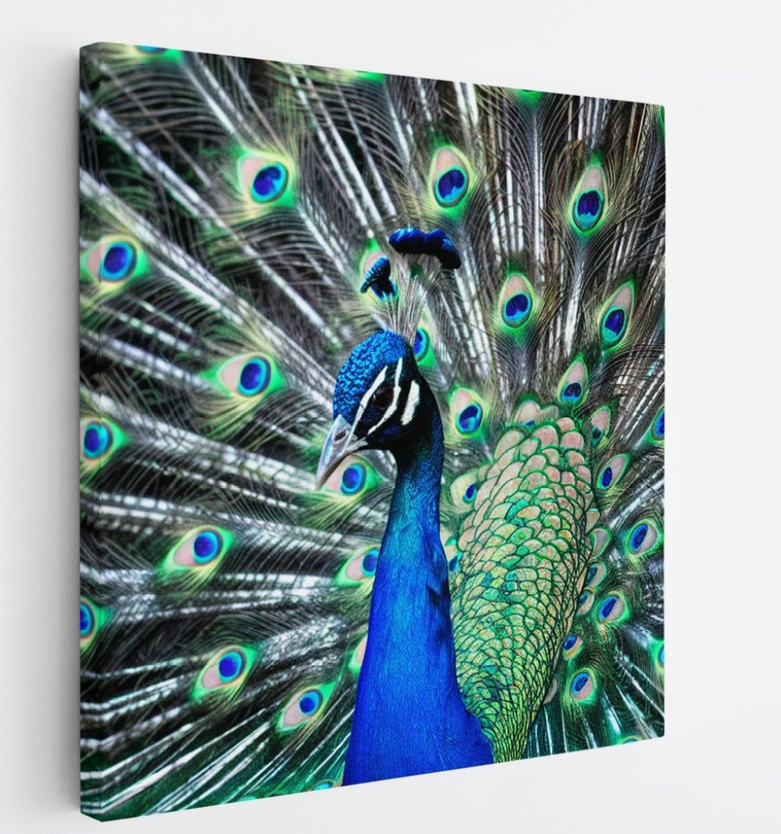Saammp Canvas Schilderij - Pauw met grote hanen - Dieren - Bloemen - 30x30 - Foto op canvas - Wanddecoratie - muurdecoratie Woonkamer - Slaapkamer decoratie - Canvas Print Multicolor