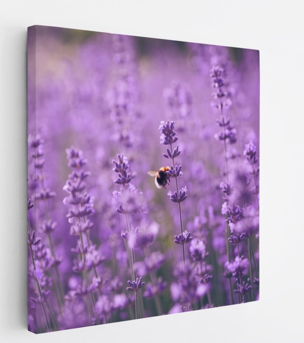 Saammp Canvas Schilderij - bij op lavendelbloem - Landschap - Natuur - 60x60 - Foto op canvas - Wanddecoratie - Muurdecoratie Woonkamer - Slaapkamer decoratie - Canvas Print Multicolor
