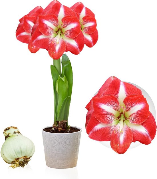 Hippeastrum Bol Groot 26/30 Nederlandse Bloembol Amaryllis Bol – Groot Formaat 26/30, Hippeastrum, Echte Bol, Niet Gewaxt, Uit Nederland Striped Passion Amaryllis Hippeastrum Bol Groot 26/30 Nederlandse Bloembol Amaryllis Bol – Groot Formaat 26/30, Hippeastrum, Echte Bol, Niet Gewaxt, Uit Nederland Striped Passion Amaryllis