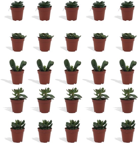 Lot 3 Cactus Pot 5.5cm Gardeners Dream Assortiment Disco - 3 Plantes Grasses En Pot 5,5cm - Décoration Maison Et Bureau Mini Cactus