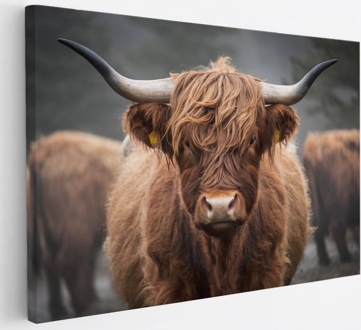 Saammp Canvas Schilderij - Schotse Hooglander Koe - Portret - Natuur - Dieren - 30x20 - Foto op canvas - Wanddecoratie - Muurdecoratie Woonkamer - Slaapkamer decoratie - Canvas Print Multicolor