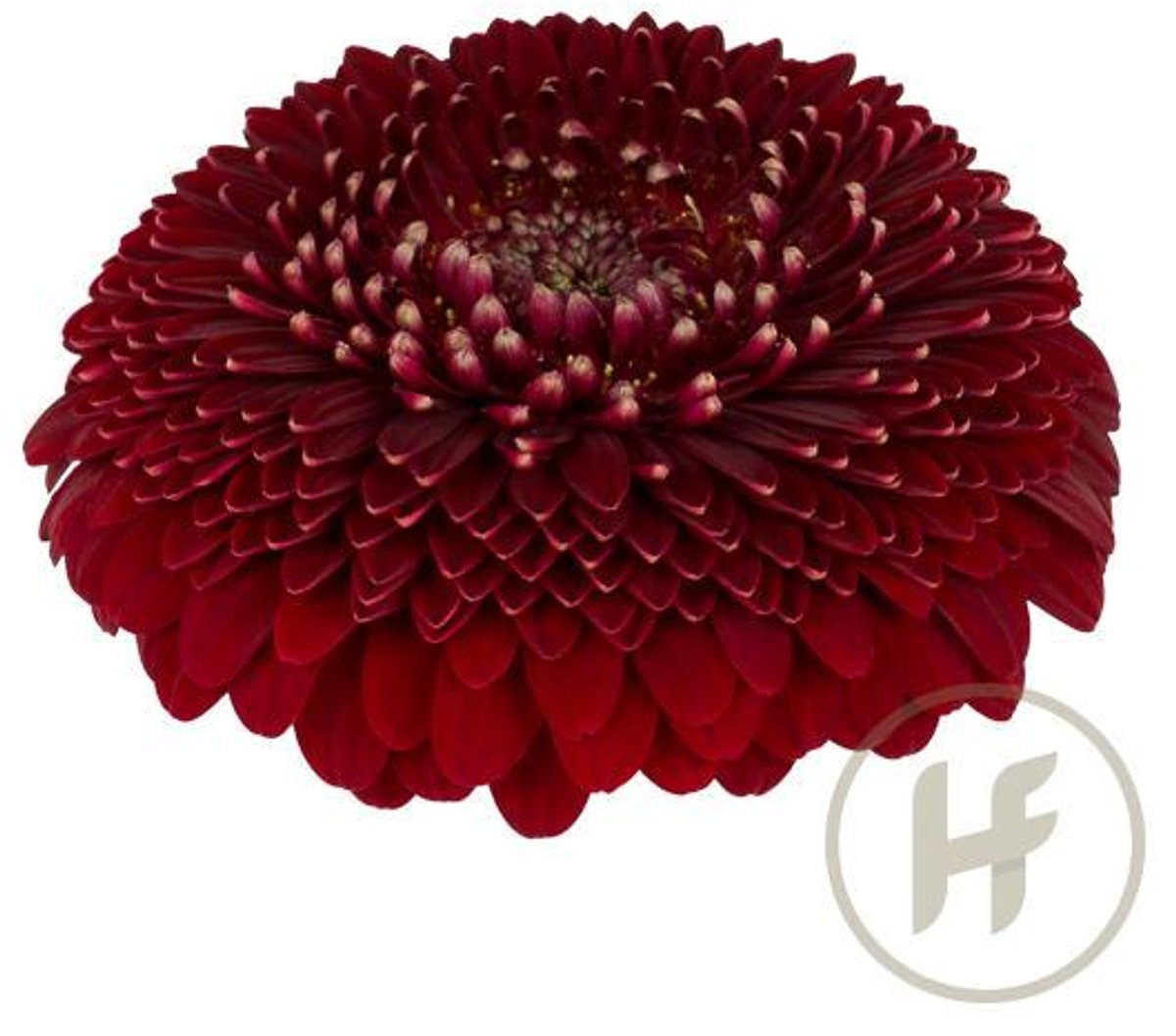 20x Germini pomponi black pearl 70cm