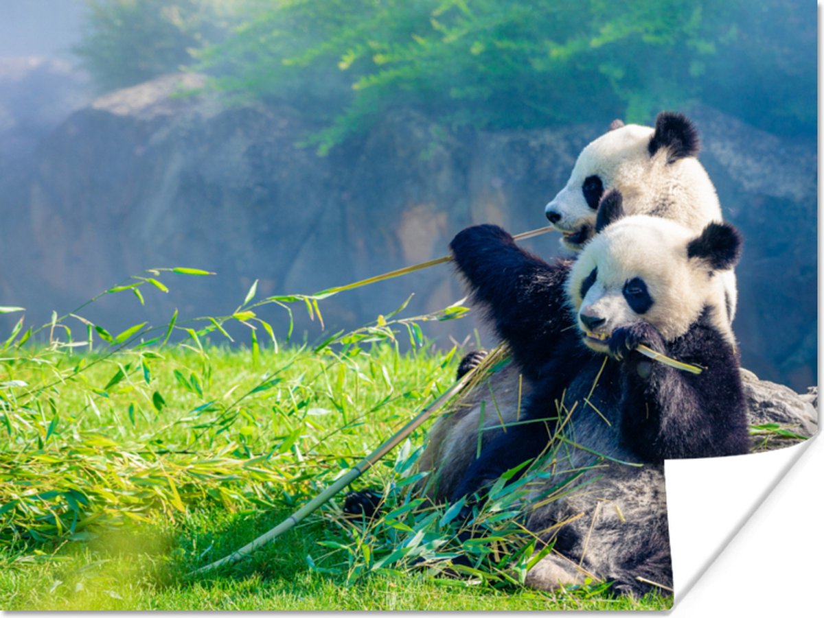 Poster Panda - Bamboe - Gras - Dieren - 40x30 cm