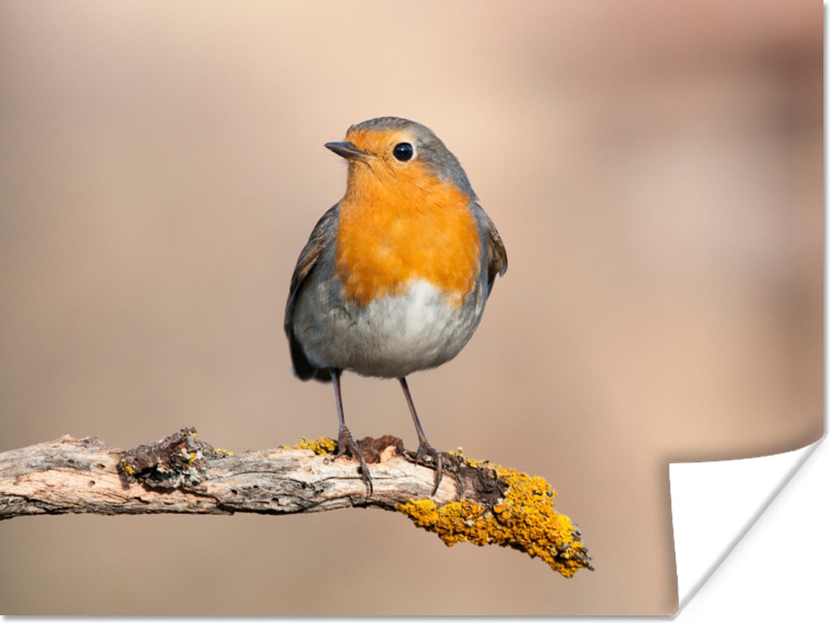 Poster Roodborstje - Vogel - Tak - Dieren - 40x30 cm