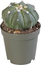Cactus – Astrophytum Cocabuto (Astrophytum Cocabuto) – Hoogte: 15 cm – van Botanicly