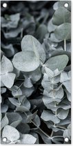 Tuinposter Natuur - Planten - Eucalyptus - Bladeren - 30x60 cm - Tuindoek - Buitenposter
