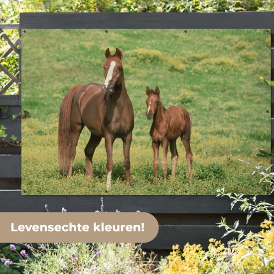 Décoration murale murale Paarden - Herbe - Marron - 180x120 cm - Affiche de jardin - Toile de jardin - Poster extérieur