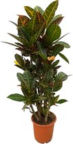 Trendyplants - Codiaeum Petra vertakt - Croton - Kamerplant - Hoogte 90-110 cm - Potmaat Ø21cm