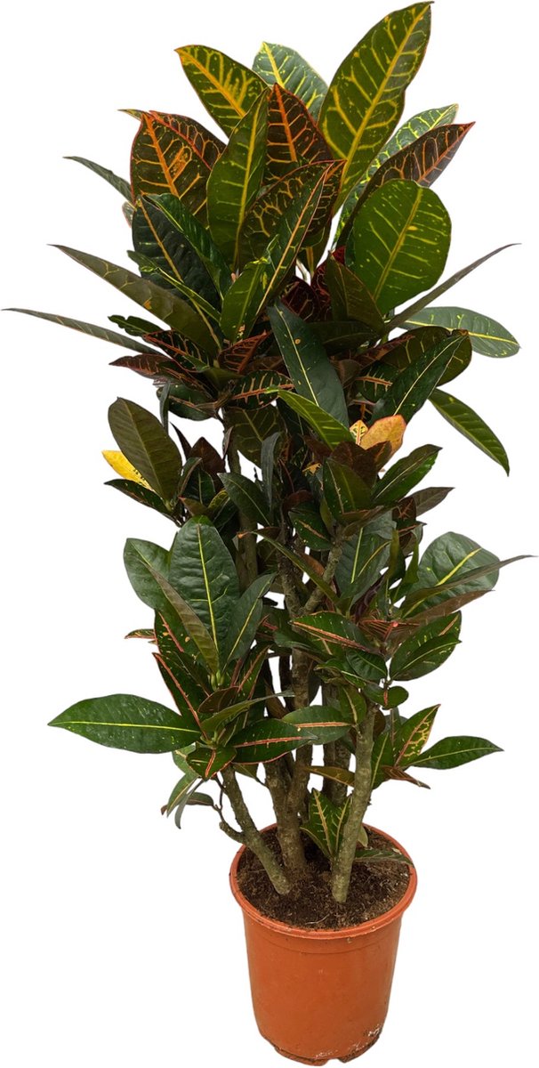 Croton Petra (vertakt) - Codiaeum - P27 kopen Croton Petra (vertakt) - Codiaeum - P27 kopen