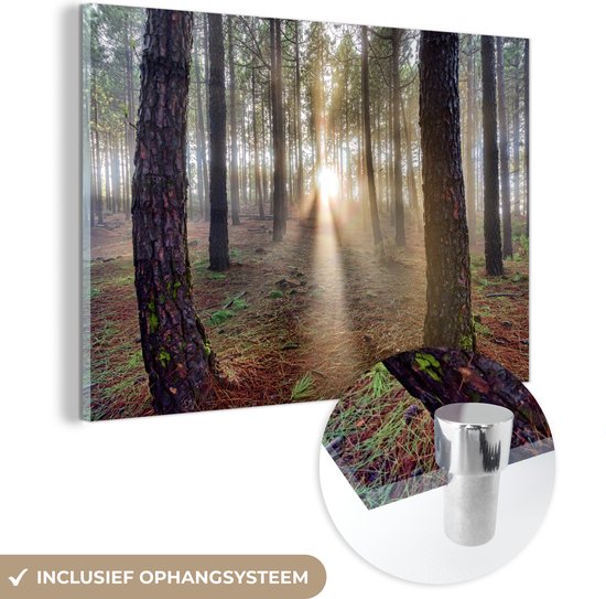 MuchoWow® Glasschilderij 60x40 cm - Schilderij acrylglas - Verschillende volgroeide boomstammen in het bos - Foto op glas - Schilderijen