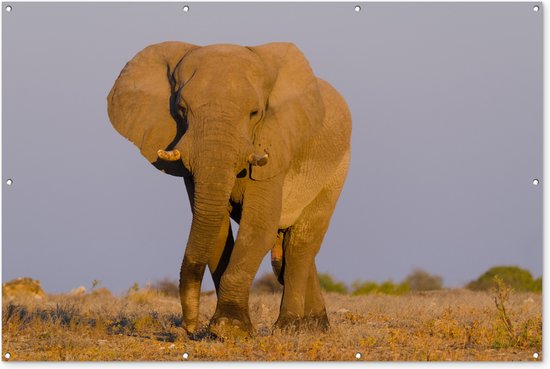 Muurdecoratie Afrikaanse olifant in het zand - 180x120 cm - Tuinposter - Tuindoek - Buitenposter