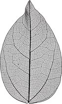 Skeleton Leaves - Skeletbladeren - Dunne Geperste Bladeren - Decoratie - Zwart - Lengte: 6-8 cm - 20 stuks