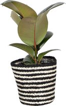 Kamerplant van Botanicly – Rubberboom in zwart-witte mand als set – Hoogte: 25 cm – Ficus Elastica Robusta