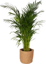 Kamerplant van Botanicly – Goudspalm met een bruine paper-look pot als set – Hoogte: 120 cm – Dypsis lutescens