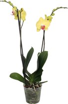 Orchidee Phalaenopsis amabilis 'Limelight' - Vlinderorchidee geel - ↑ 60-70cm - Ø 12cm
