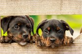 Poster jonge hondjes | Dieren poster | Poster natuur| Poster dieren