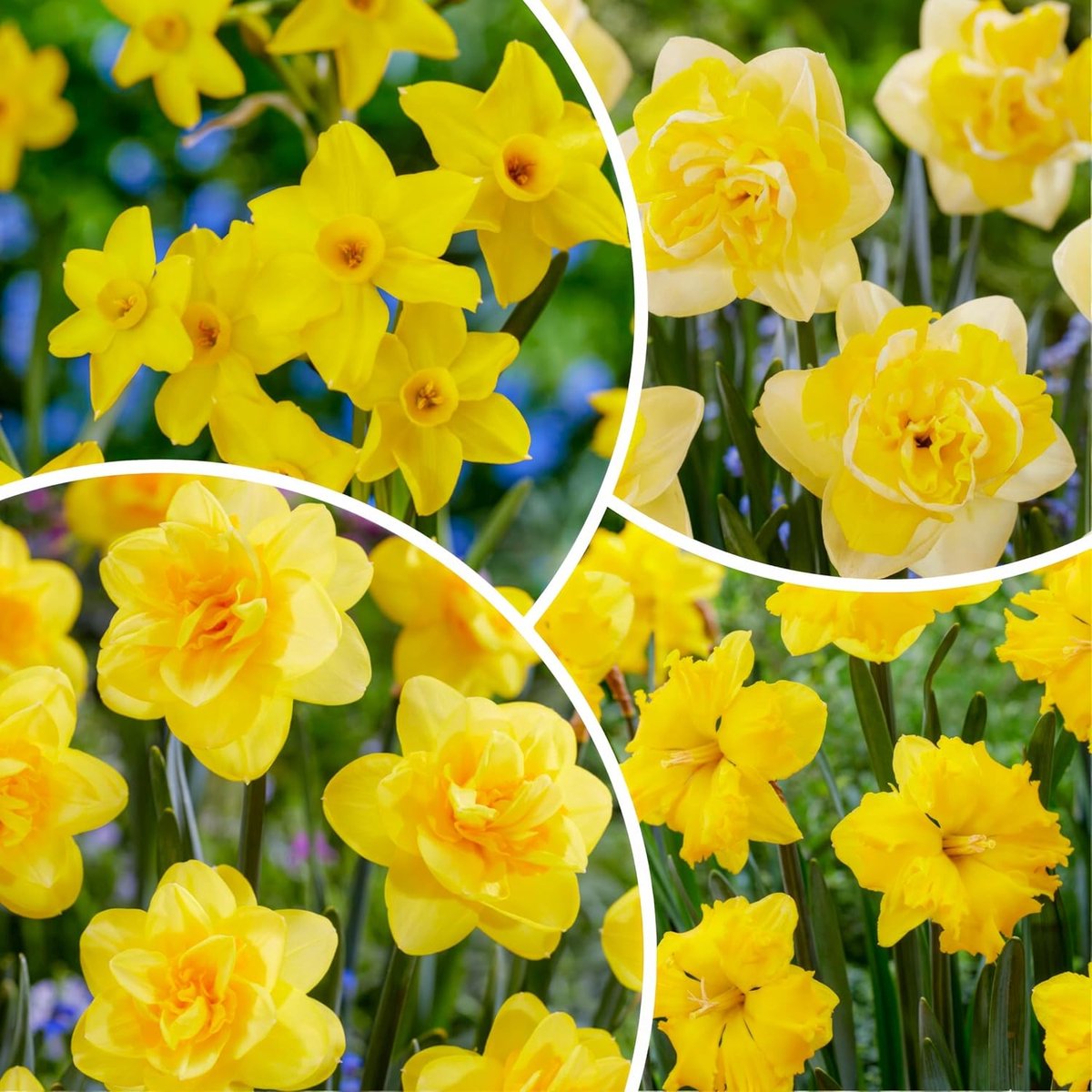 Narcissen Bloembollen Winterhard - Mix - 25 stuks - Geel - Bloem Bollen Mix - Paasbloemen Meerjarig