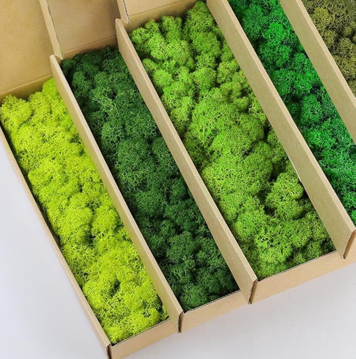5 kleuren mix pack geconserveerd rendier mos natuurlijke groene DIY kit tuinieren kunst muur decor bloemist decor (1 lbs) (groen-01 groen-02 groen-03 groen-04 groen-11)