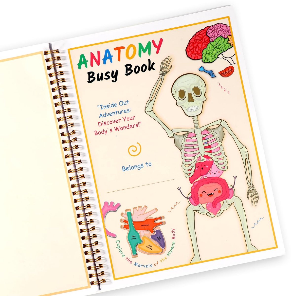 Dailygoods- Anatomie Boek 29x21cm - Kleurrijk Leerboek - Kinder Anatomie - Montessori Druk Boek - Leeractiviteiten - Papiermateriaal