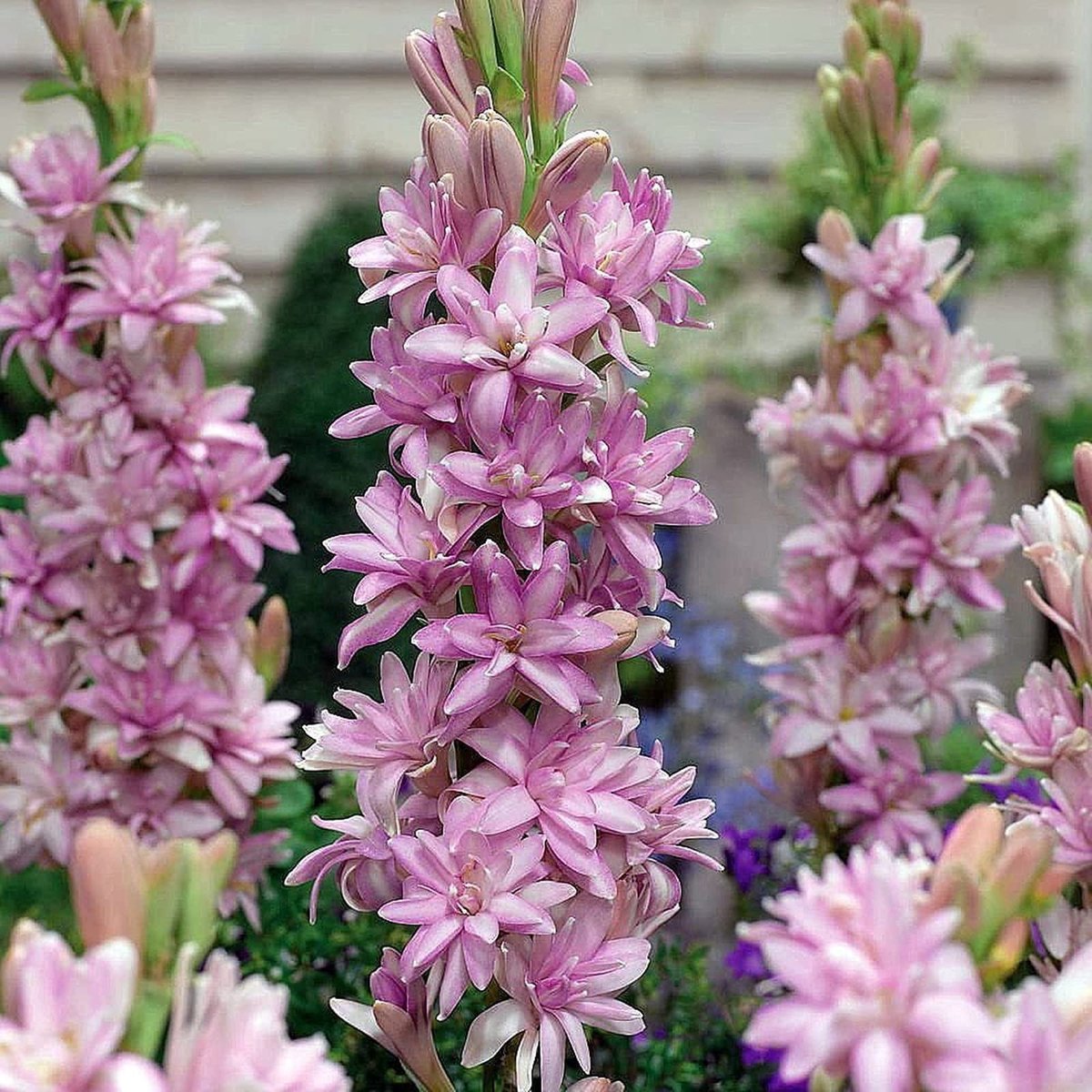 Elzusha - Set van 20 Tuberose Bloembollen voor Diverse Seizoenen