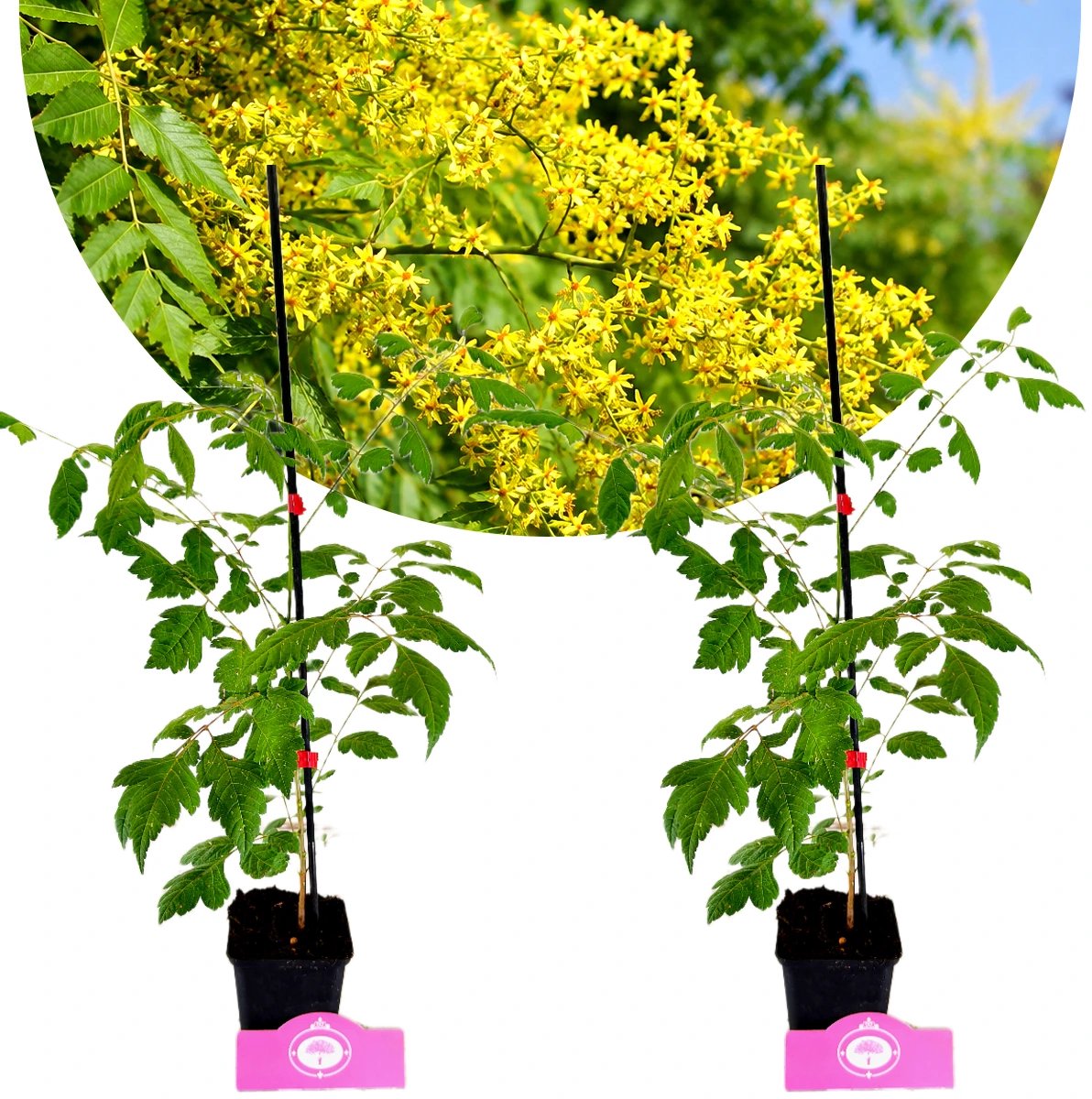 Set van 2 Chinese vernisboom - Koelreuteria paniculata - Hoogte 40-60cm, 9cm pot