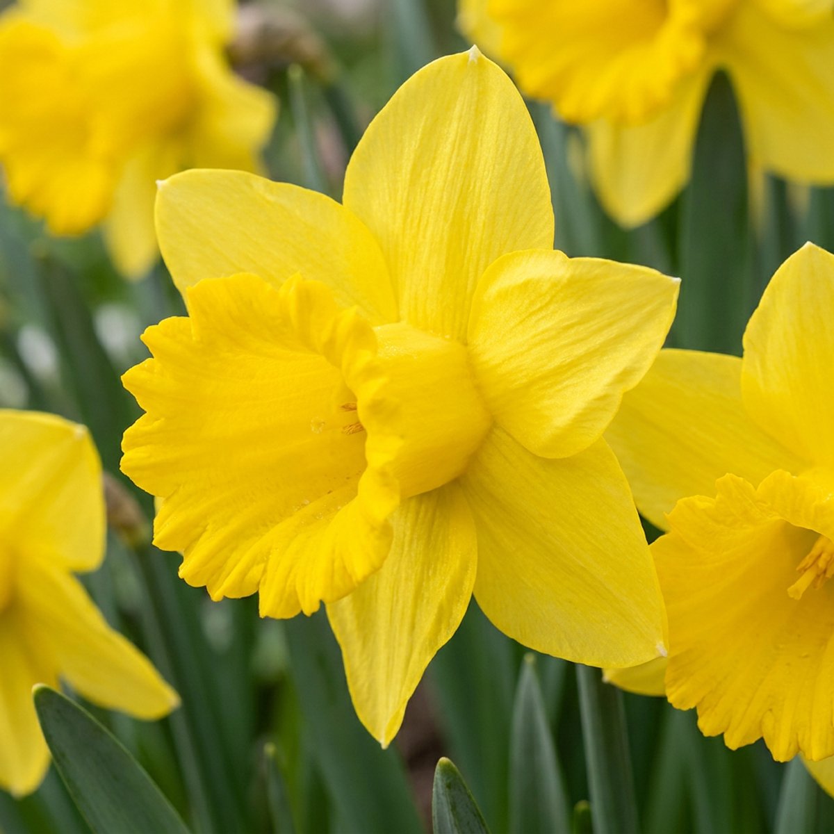 Green boutiQ - 140x Narcissus Yellow - Gele narcis - Geel - Voorjaarsbloeier - Bolmaat 10/12