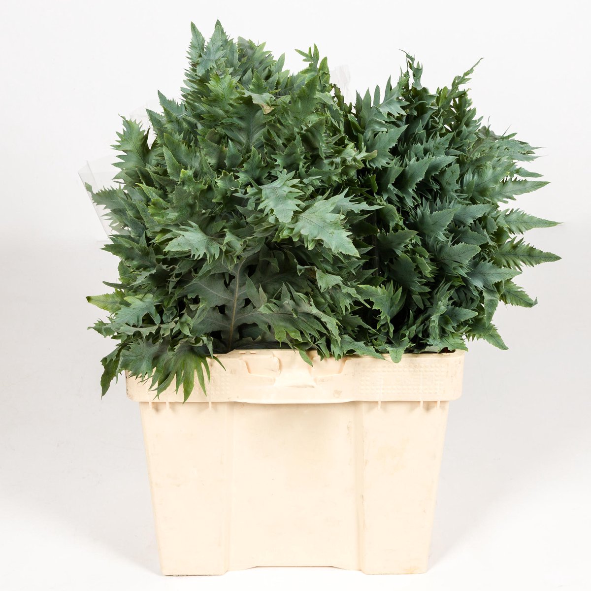 5x Sg phlebodium rucula 40cm