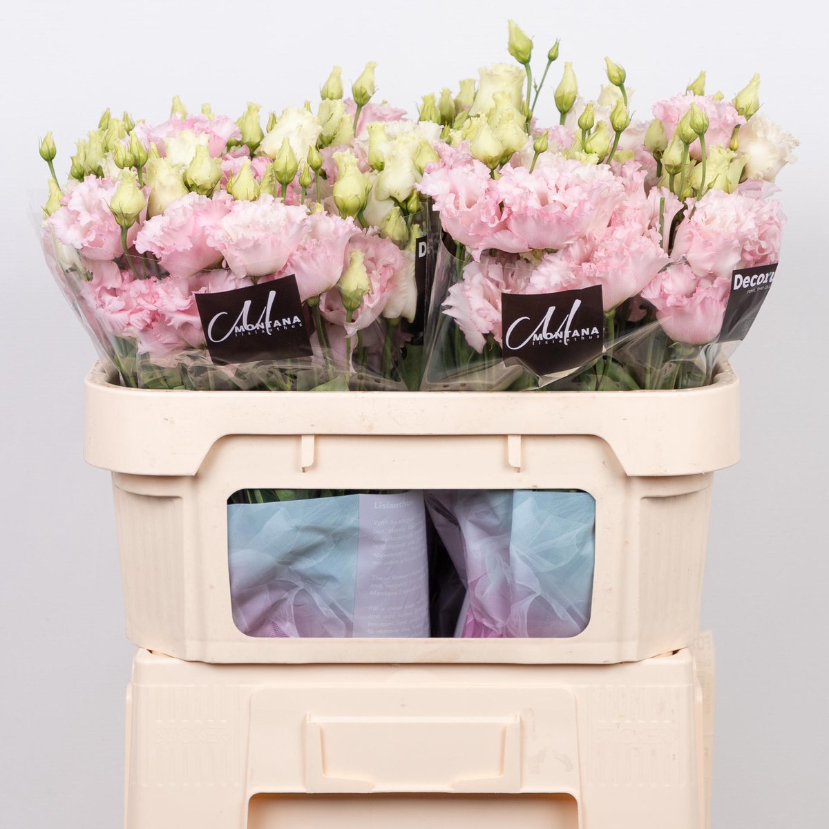 10x Eust.celeb queen du 70cm