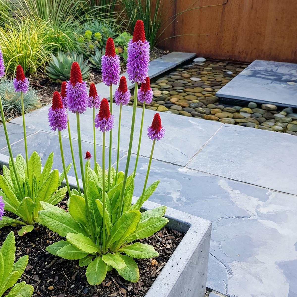 Dailygoods- Primula Vialii Set van 6 - Winterhard - Vaste Plant - Hoogte 20 cm - Pot 9 cm - Spectaculaire Bloemaren - Overvloedige Bloei - Sleutelbloem