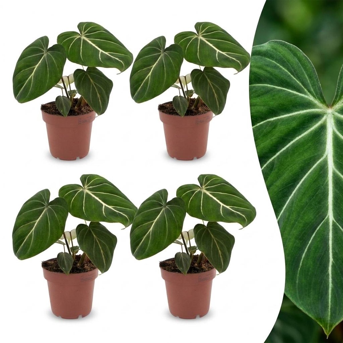 Plantenboetiek.nl | Philodendron Gloriosum - Glorie Philodendron - 4 Planten - Ø12cm - 25cm hoog