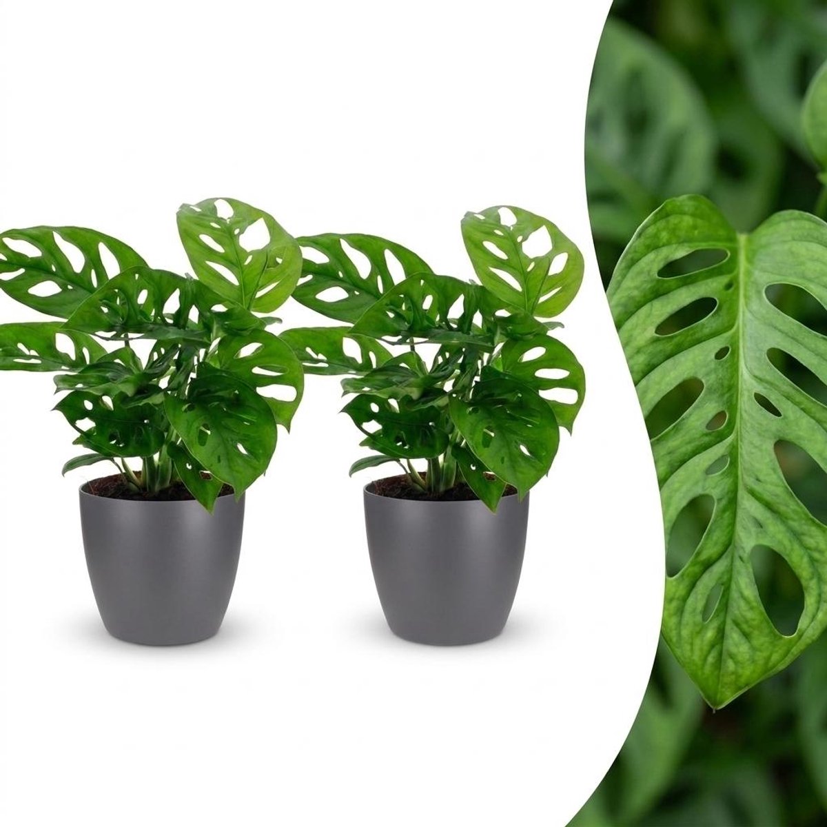 Plantenboetiek.nl | Monstera Adansonii - Rhaphidophora Tetrasperma - 2 Planten - met Potter Grijs - Ø12cm - 25cm hoog