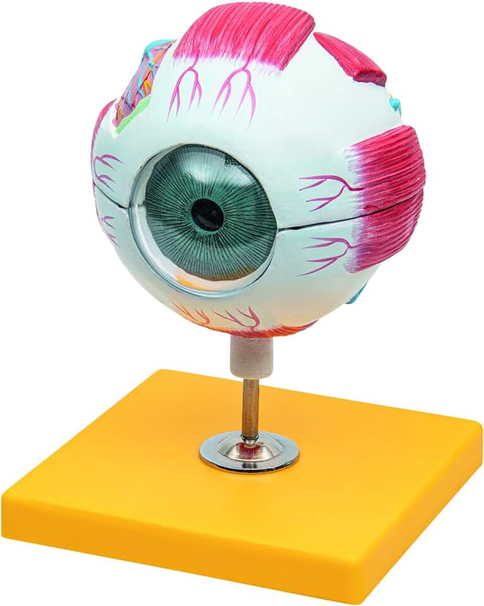 6-delig anatomiemodel van het menselijk oog met sokkel - 3 keer zo groot als de ware grootte - schoolonderwijs