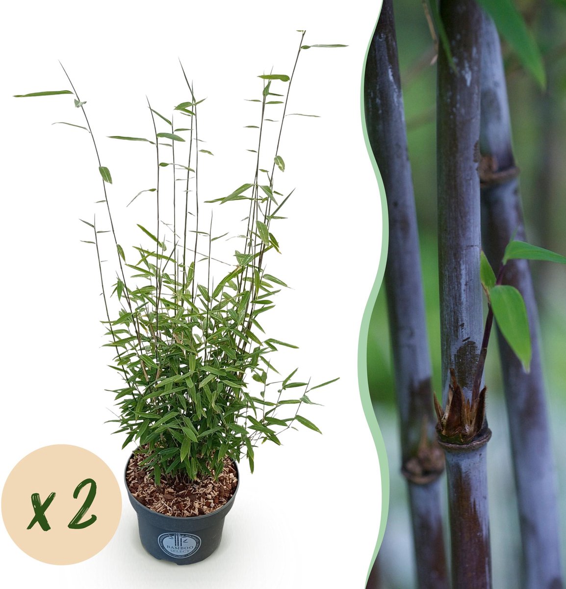 Plantenboetiek.nl | Fargesia nitida Black Dragon - Niet Woekerende Bamboe - Bladhoudend - Groen - 2 Planten - Ø23cm - 70-80cm hoog - Tuinplant