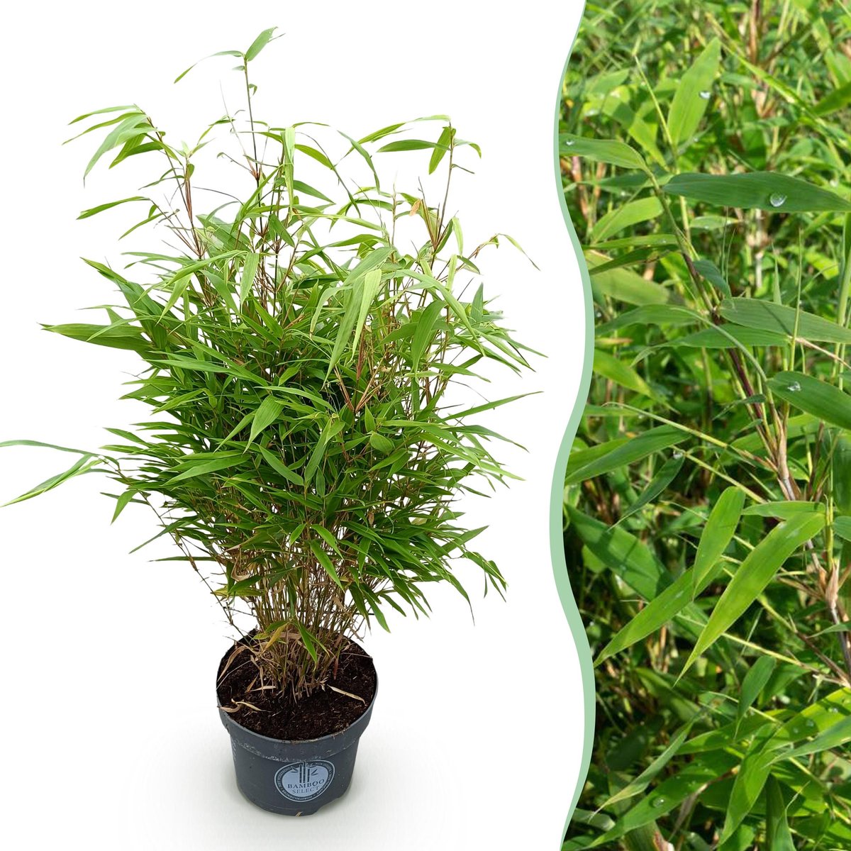 Plantenboetiek.nl | Fargesia Rufa - Niet Woekerende Bamboe - Bladhoudend - Groen - Ø23cm - 70-80cm hoog - Tuinplant
