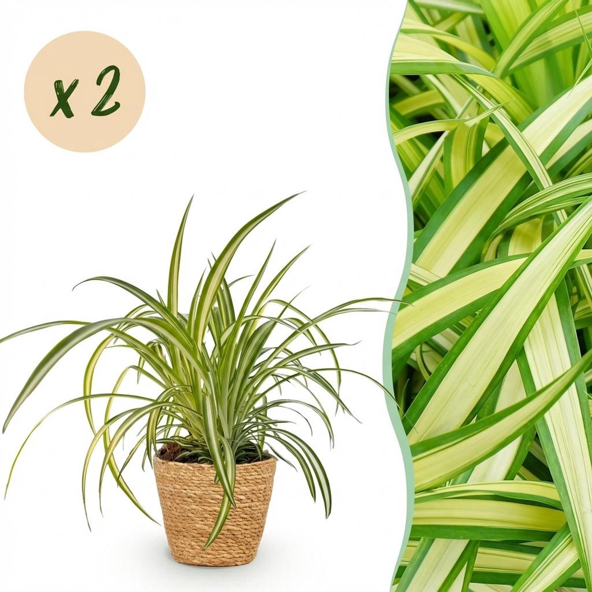 Plantenboetiek.nl | Chlorophytum comosum Variegatum - Bonte Graslelie - Huisdiervriendelijke Plant - Groen - 2 Planten - met Mand - Ø12cm - 20cm hoog - Kamerplant - Arrangement - Plant met pot