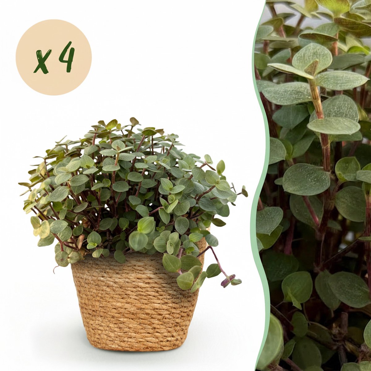 Plantenboetiek.nl | Calissia repens - Kattengras - Huisdiervriendelijk - Groen - 4 Planten - met Mand - Ø12cm - 17-20cm hoog - Kamerplant - Arrangement - Plant met pot