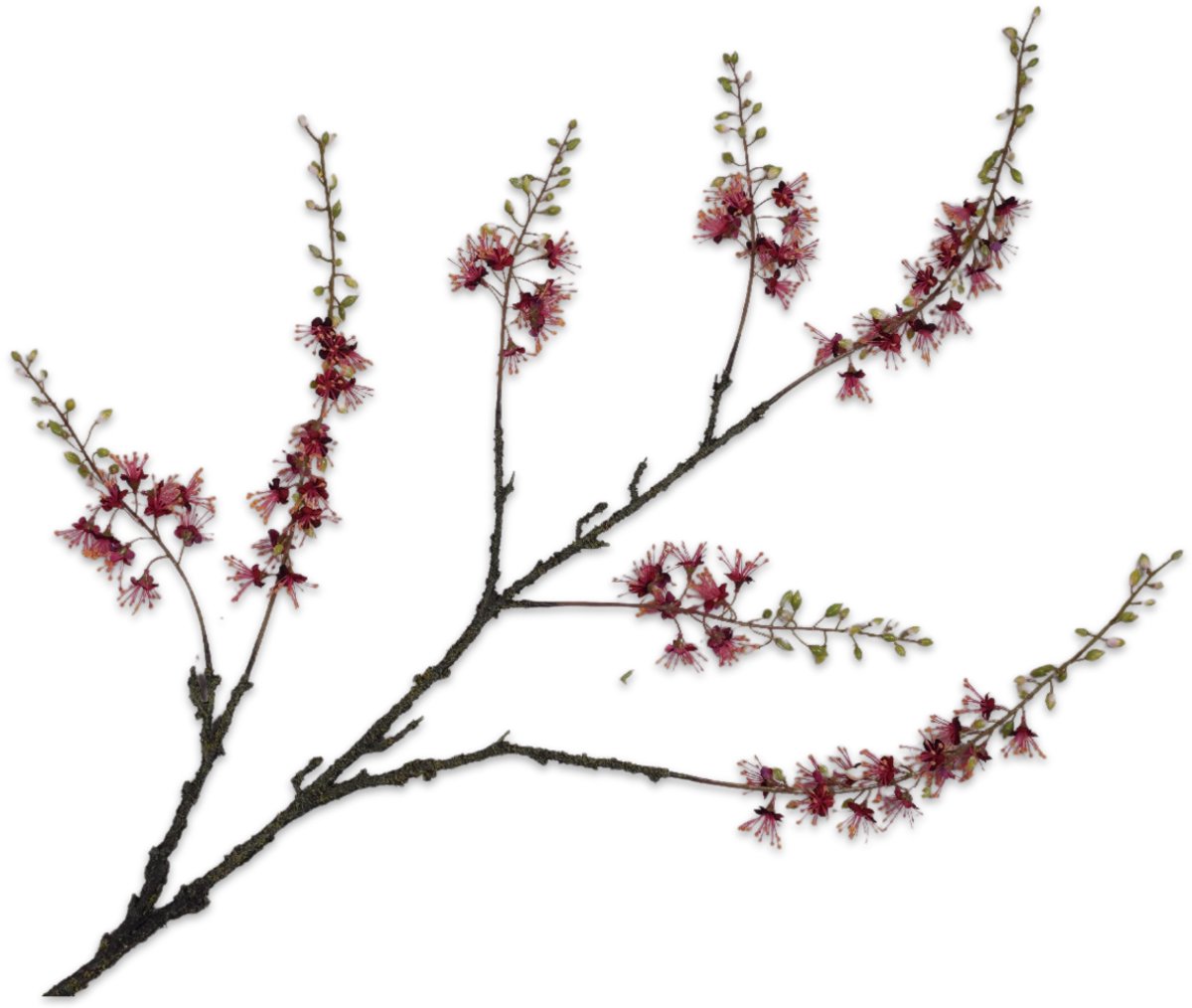 Silk-ka Kunstbloem-Zijden Capparis Tak Bordeau-Rood 131 cm