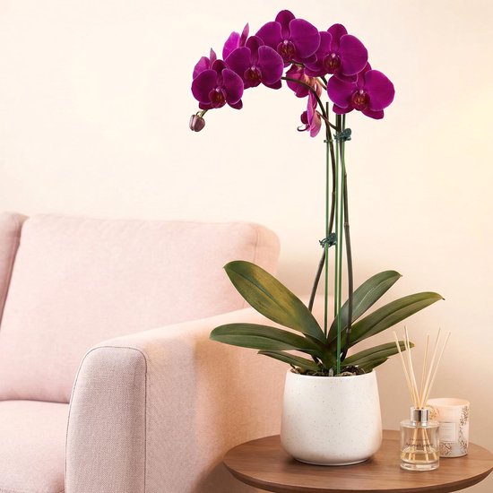 Set van 22 Orchideensteunen met 22 Clips voor Binnen en Buiten — afbeelding 4