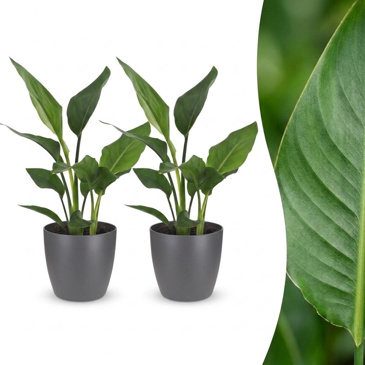 Green boutiQ - Strelitzia Reginea - Paradijsvogelbloem - 2 Planten - met Potter Grijs - Pot 12cm - Hoogte - 35cm