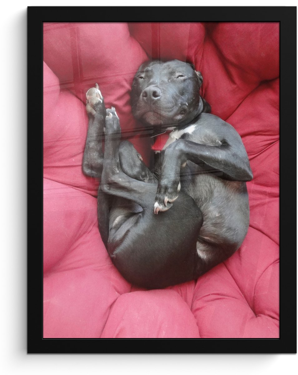 Poster in lijst - Fotolijst 30x40 cm - Posters - Pitbull in een rode loungestoel - Posterl