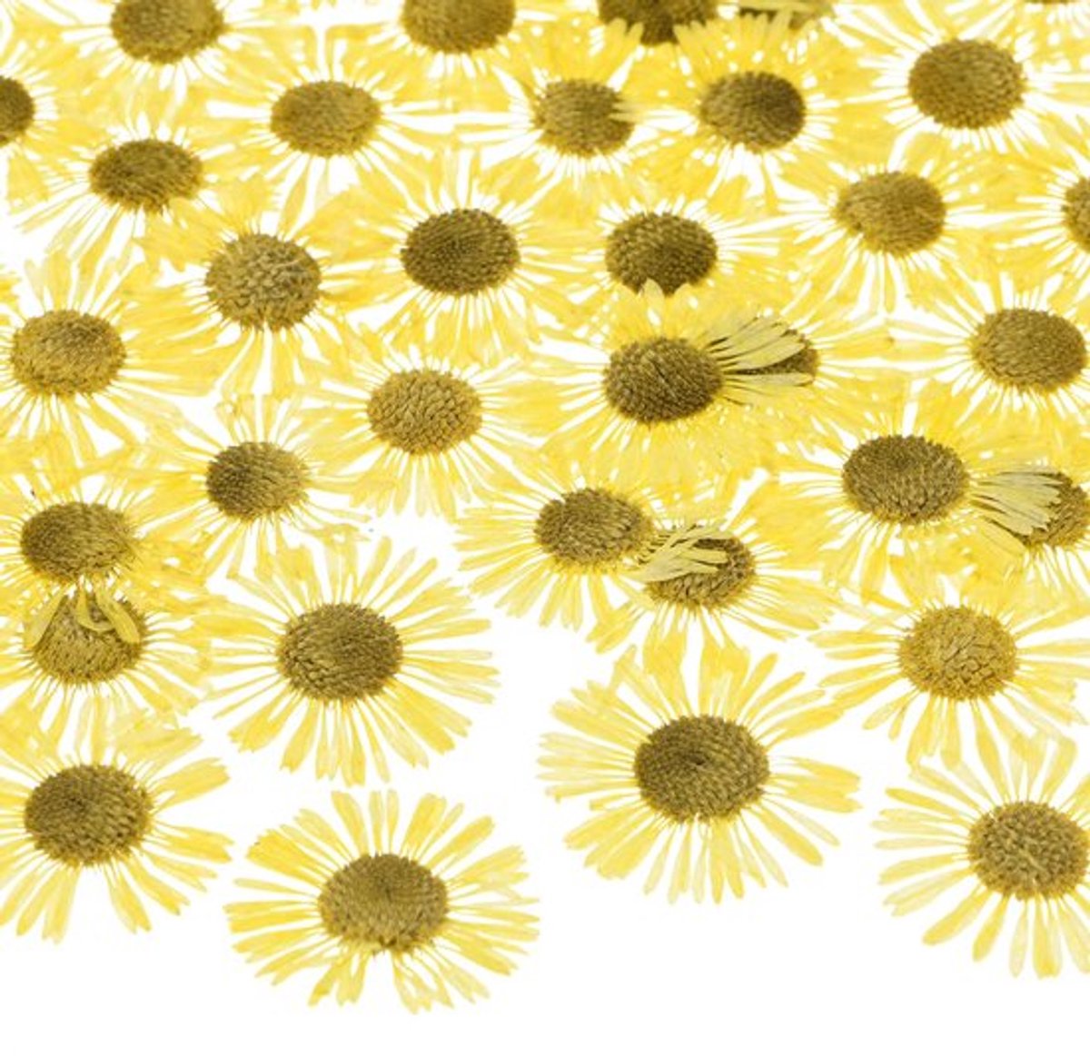 60 stuks geperste en gedroogde bloemen voor hars, echte echte bloemen groothandel voor ambachten/zeep/scrapbooking/handgemaakte kaarsen/epoxyharsmaterialen [geel]