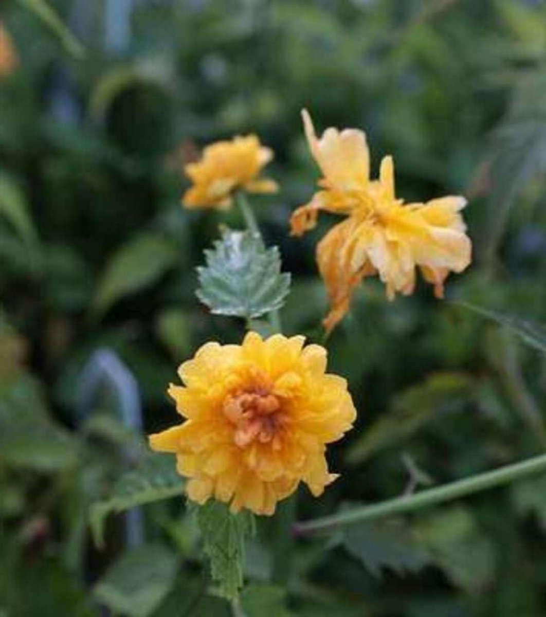 Kerria japonica struik - Japanse roos - Tuin decoreren - Frisgroen glanzend blad - 1.5 liter pot - Groen
