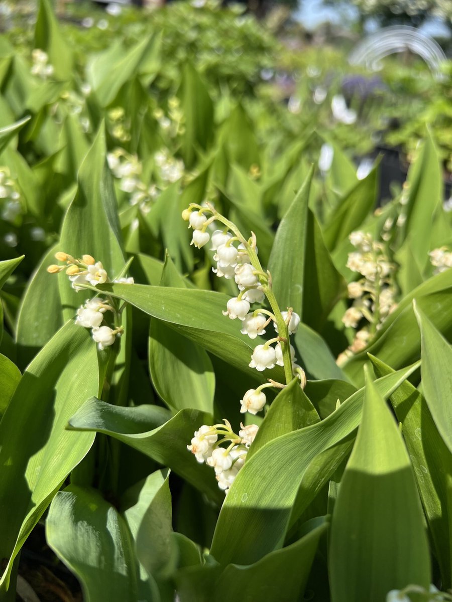 6x Convallaria majalis - Lelietje der Dalen - P9 Pot (9 x 9cm) - Dima Vaste Planten