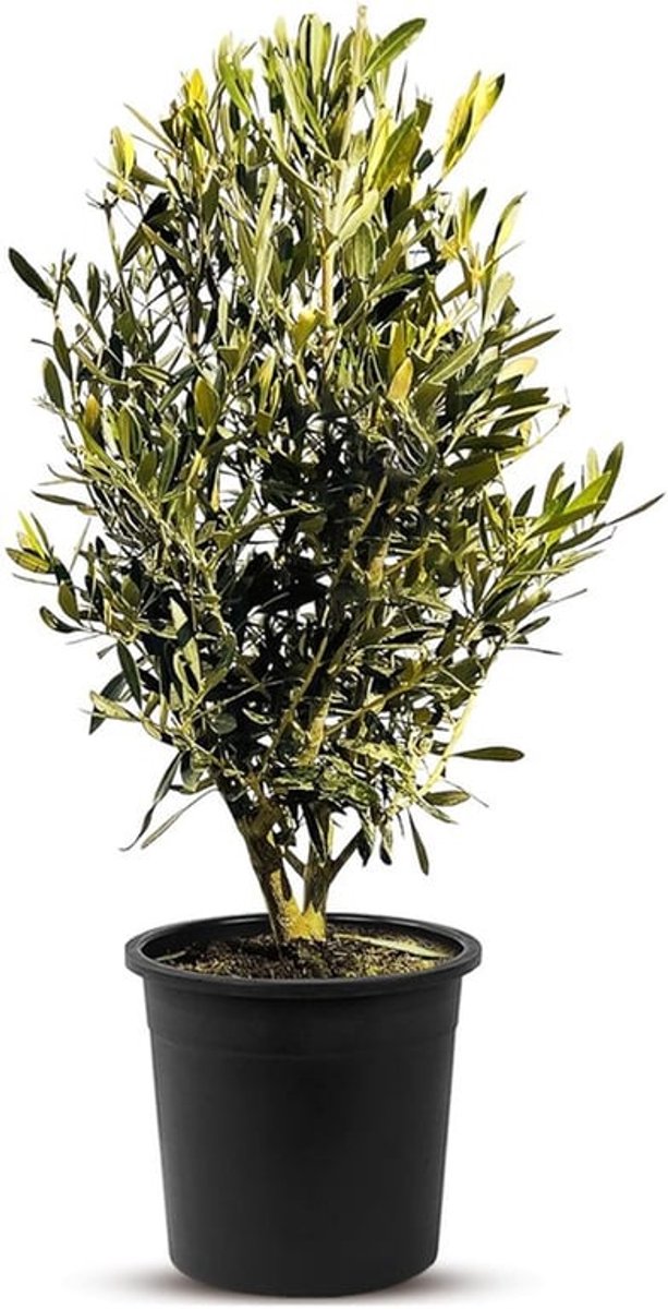 Olijfboom winterhard tot -18 °C - Olea Europea - Sierboom - Mediterrane plant - Ideaal voor tuin/balkon - Hoge bladendichtheid
