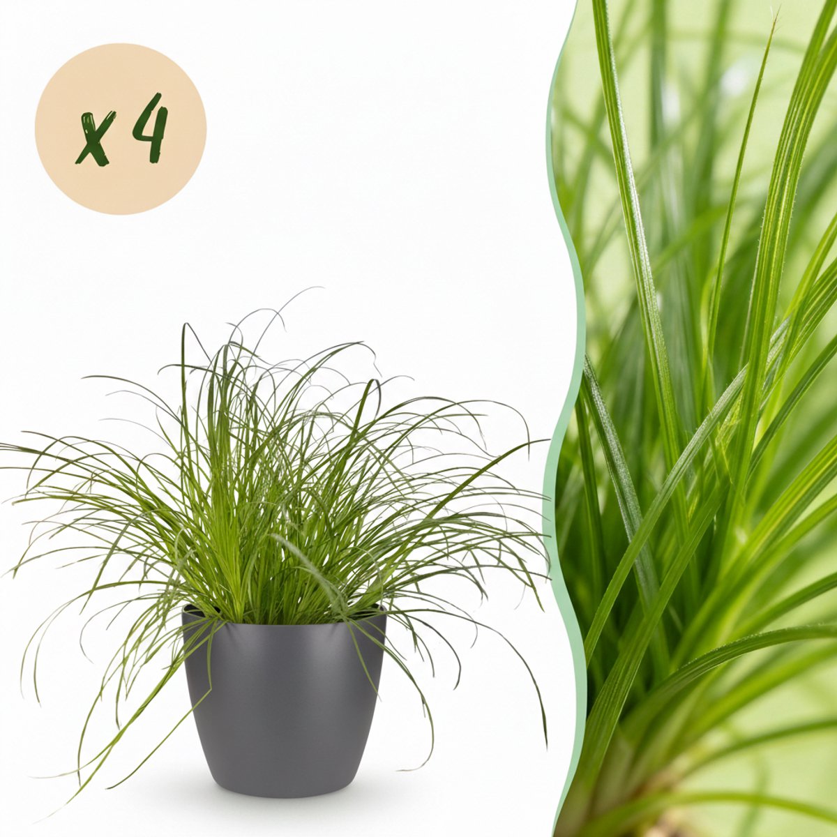 Kamerplant - Cyperus alternifolius Zumula - Kattengras - Huisdiervriendelijke Plant - Groen - 4 Planten - met Potter Grijs - Pot 12cm - Hoogte 20cm