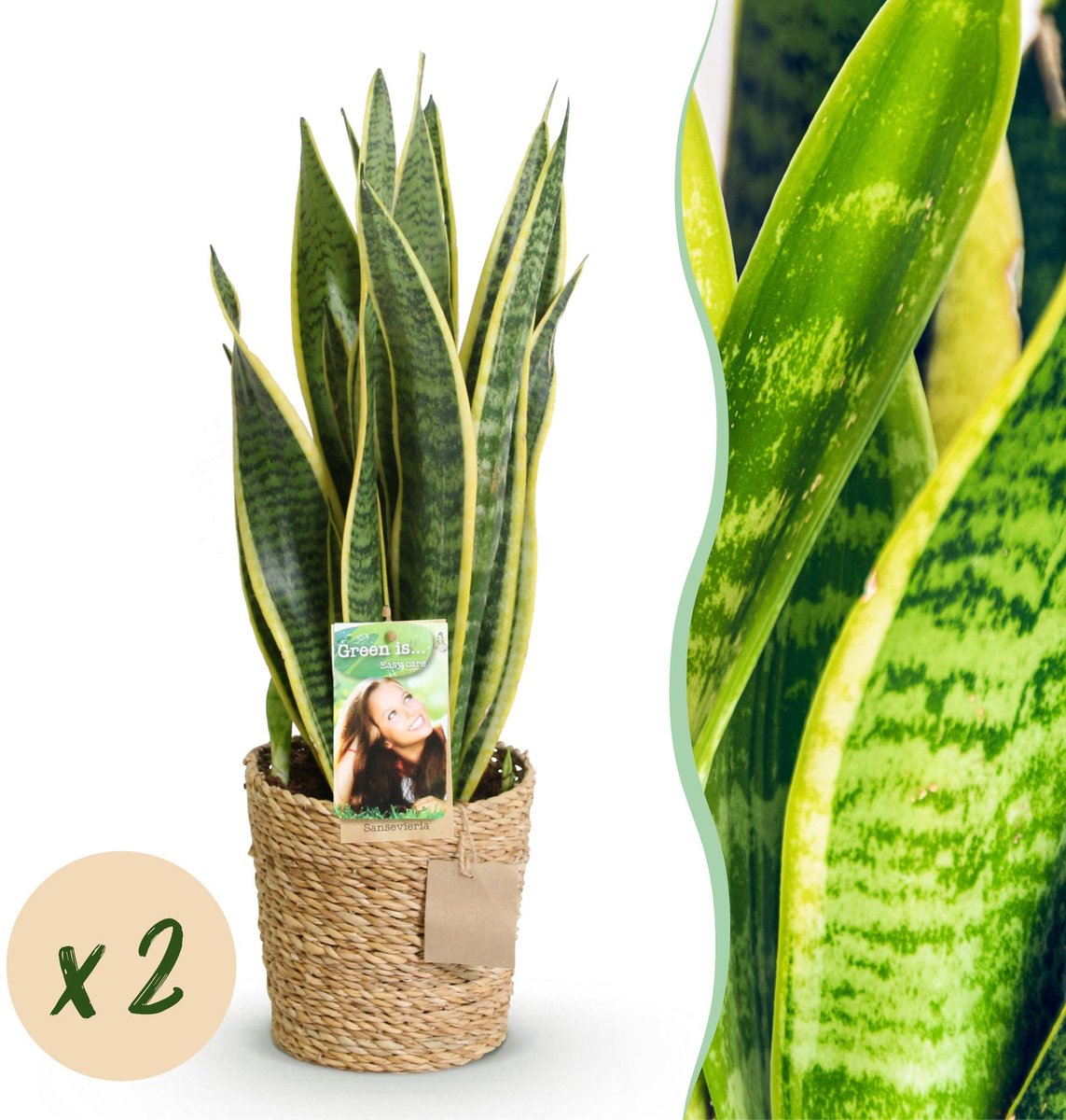 Green is... Kamerplanten - Sanseveria Laurentii - Vrouwentong - Weinig onderhoud - met mand - Groen - 2 Planten - Pot 17cm - Hoogte 60-70cm